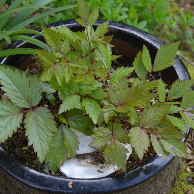 Plant image Astilbe chinensis var. pumila