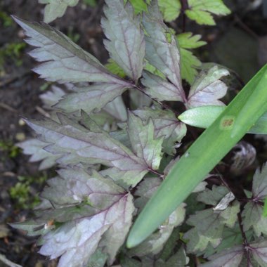 Actaea simplex 'Black Negligee' syn. Cimicifuga simplex 'Black Negligee'