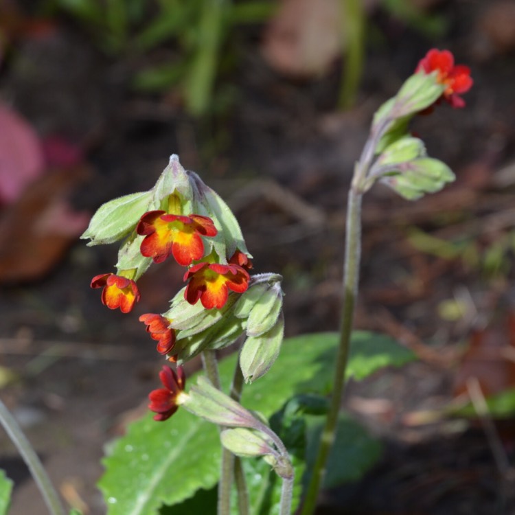 Plant image Primula veris 'Sunset Shades'