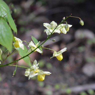 Epimedium x versicolor 'Sulphureum'