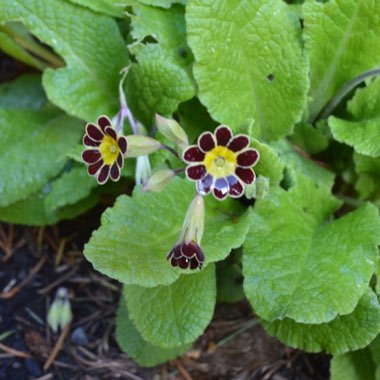 Primula 'Gold-laced Group' syn. Primula elatior 'Gold Lace', Primula elatior 'Victorian Gold Lace Black', Primula 'Gold Lace'