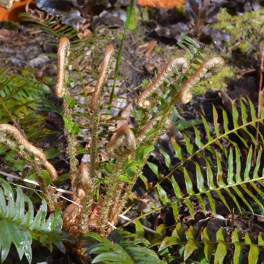 Blechnum spicant syn. Blechnum boreale;Blechnum heterophyllum