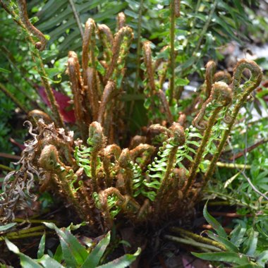 Blechnum spicant syn. Blechnum boreale;Blechnum heterophyllum