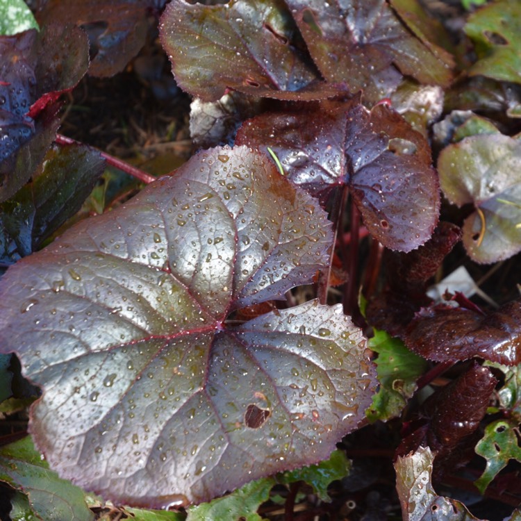 Plant image Ligularia dentata 'Britt Marie Crawford'