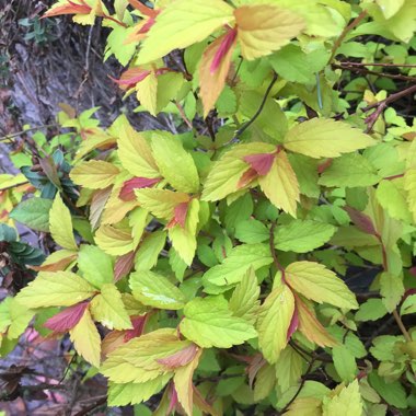 Spiraea japonica 'Goldflame' syn. Spiraea x bumalda 'Goldflame'