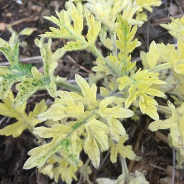 Artemisia 'Oriental Limelight'; syn. Artemisia vulgaris 'Limelight';Artemisia vulgaris 'Oriental Limelight'