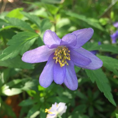 Anemone nemorosa