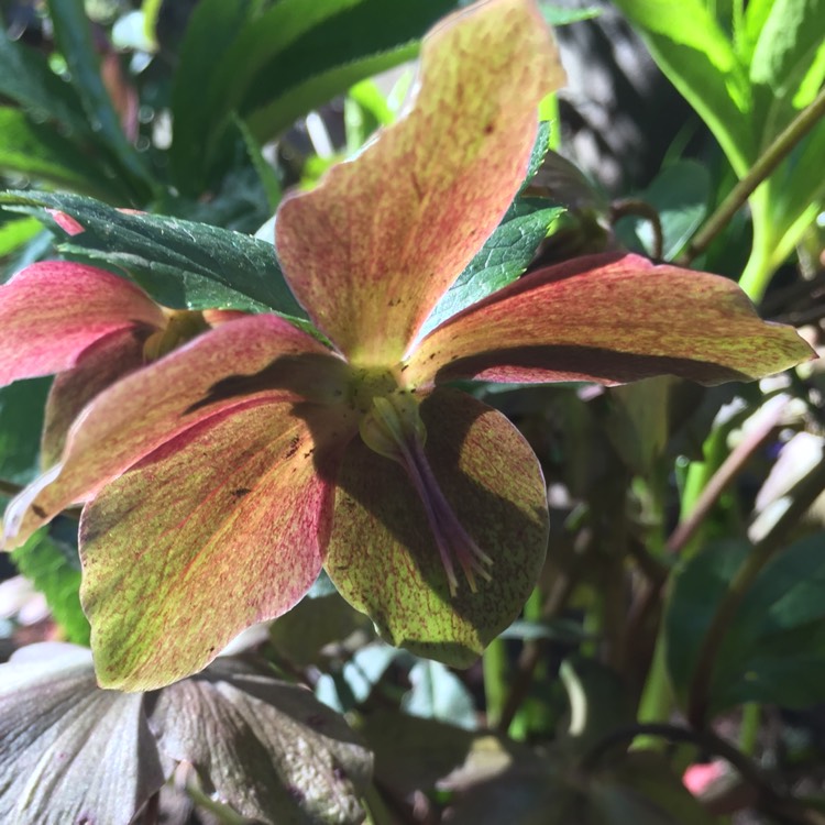 Plant image Helleborus x hybridus 'Pink Lady' (Lady Series)