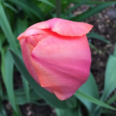 Tulipa 'Apricot Impression'