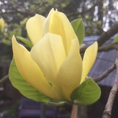 Magnolia 'Butterflies'