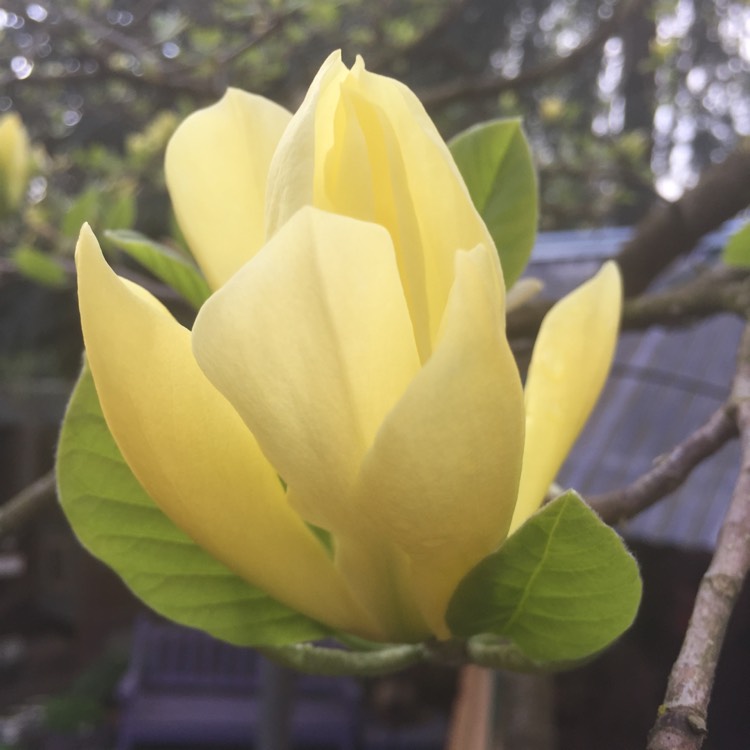 Plant image Magnolia 'Butterflies'