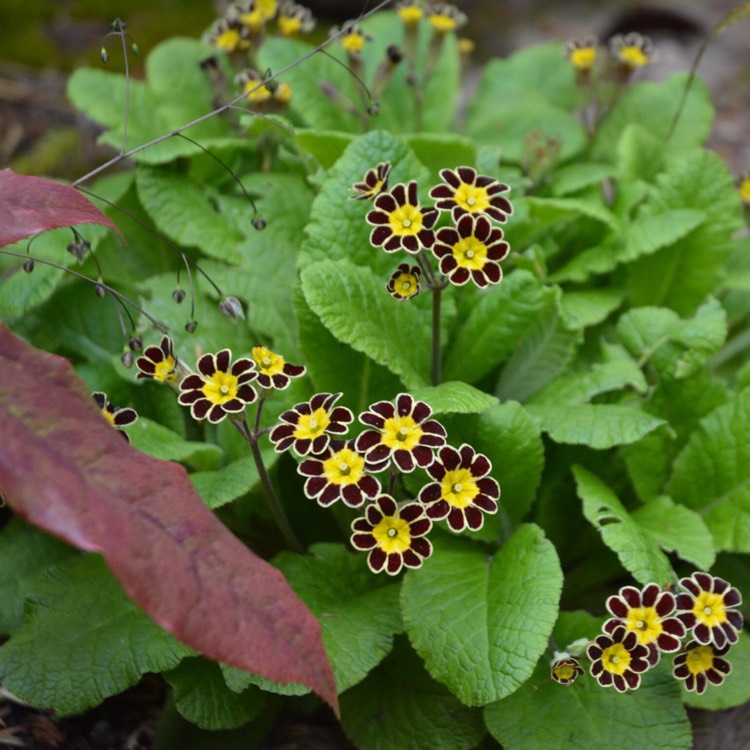 Plant image Primula 'Gold-laced Group' syn. Primula elatior 'Gold Lace', Primula elatior 'Victorian Gold Lace Black', Primula 'Gold Lace'