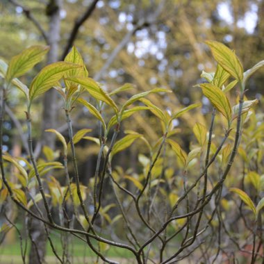 Cornus florida Cherokee 'Sunset'