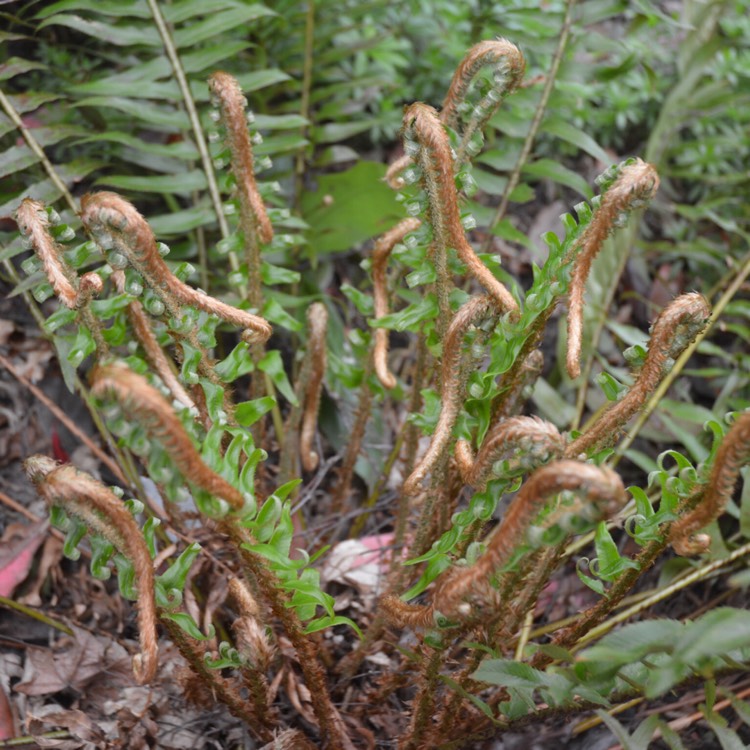 plant image 377083