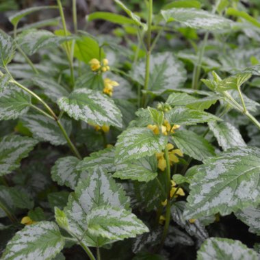 Lamium galeobdolon 'Herman's Pride'