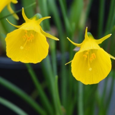 Narcissus bulbocodium 'Golden Bells Group' syn. Narcissus bulbocodium 'Golden Bells', Narcissus 'Golden Bells', Narcissus 'Silvania'