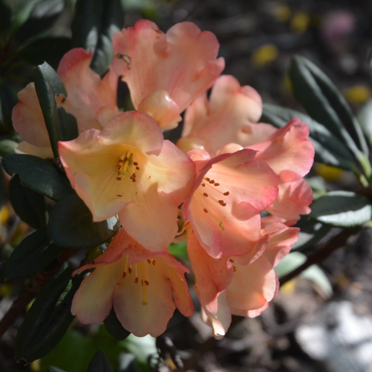 Plant image Rhododendron 'Seaview Sunset'