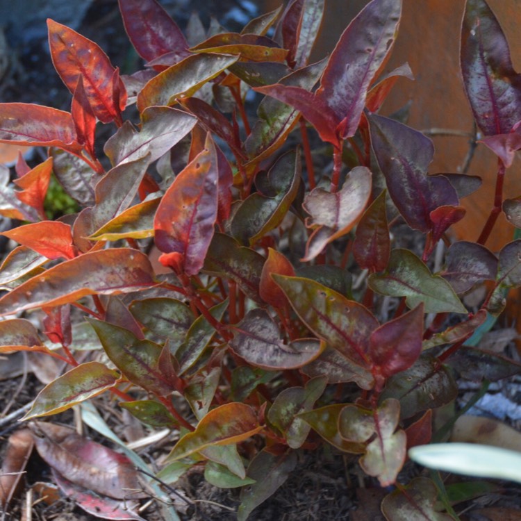 Plant image Persicaria microcephala 'Red Dragon'