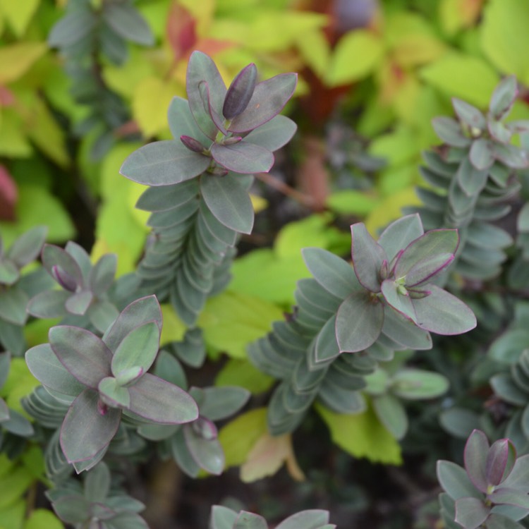 Plant image Hebe 'Purple Pixie'