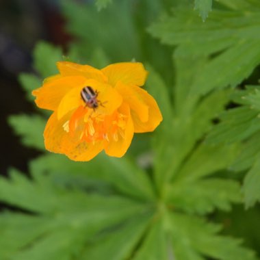 Trollius x cultorum 'Orange Crest'