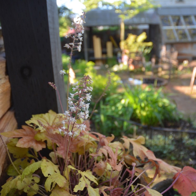 Plant image x Heucherella 'Redstone Falls'