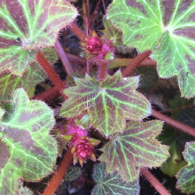 Saxifraga stolonifera 'Maroon Beauty'