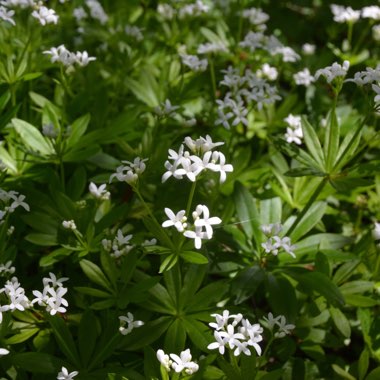 Galium odoratum syn. Asperula odorata