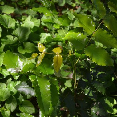 Mahonia