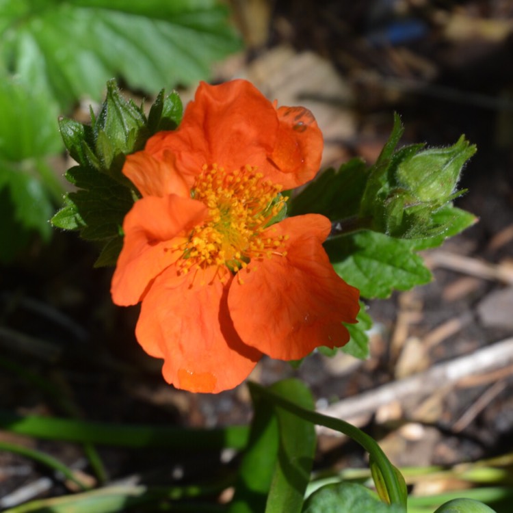 Plant image Geum coccineum 'Koi'