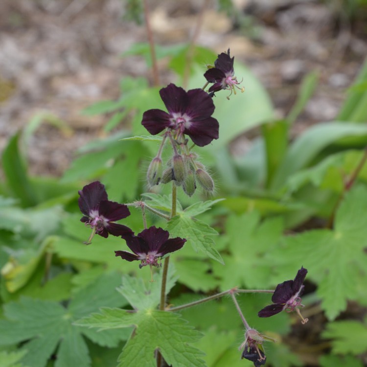 Plant image Geranium phaeum 'Samobor'