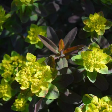 Euphorbia epithymoides 'Bonfire'