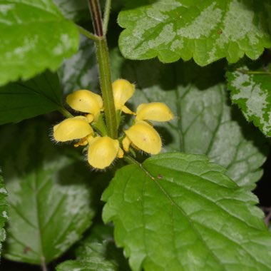 Lamium galeobdolon 'Herman's Pride'