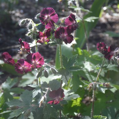 Geranium phaeum 'Samobor'