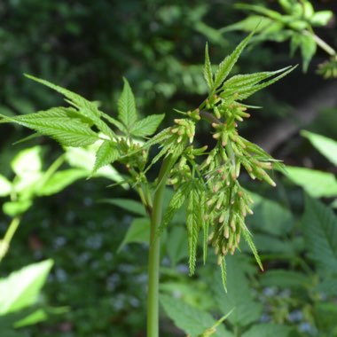 Aruncus sylvestris