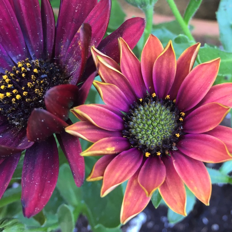 Plant image Osteospermum 'Margarita Rioja Red'