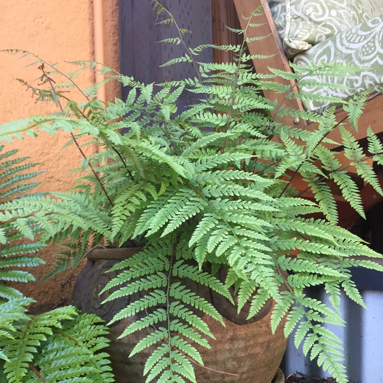 Plant image Athyrium filix-femina var. augustum 'Lady In Red'