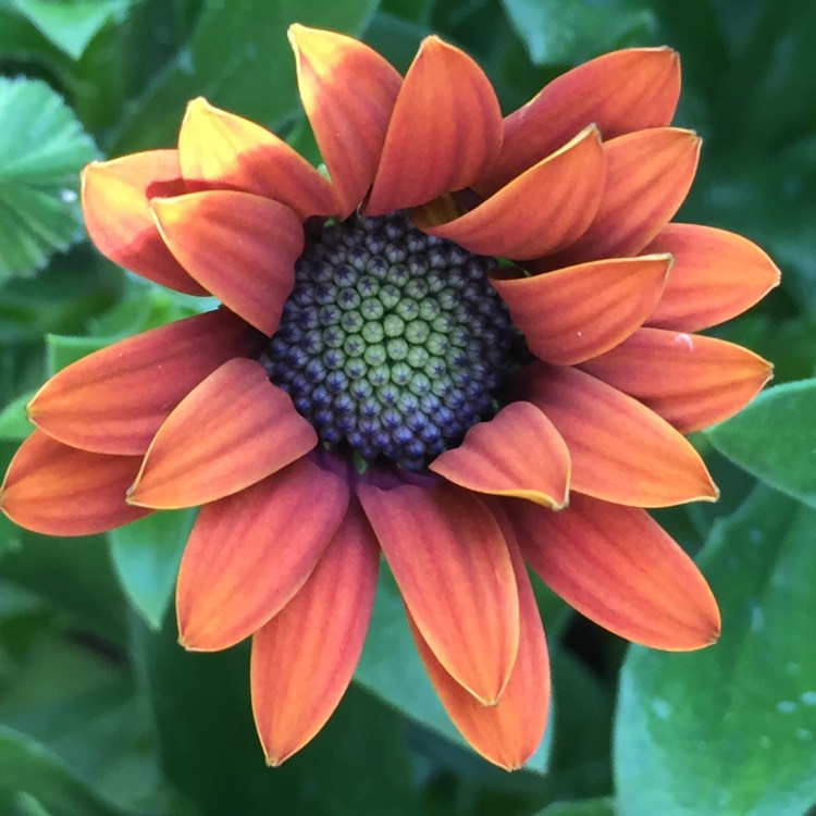 Plant image Osteospermum ecklonis 'Serenity Bronze'