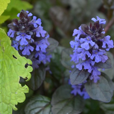 Ajuga reptans 'Burgundy Glow'