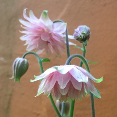 Aquilegia