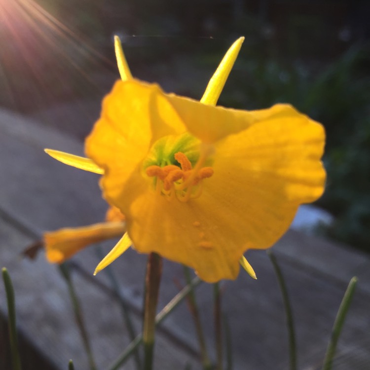 Plant image Narcissus bulbocodium 'Golden Bells Group' syn. Narcissus bulbocodium 'Golden Bells', Narcissus 'Golden Bells', Narcissus 'Silvania'