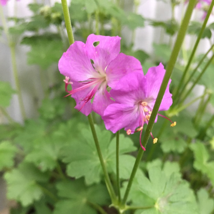 Plant image Geranium x cantabrigiense 'Cambridge Blue'