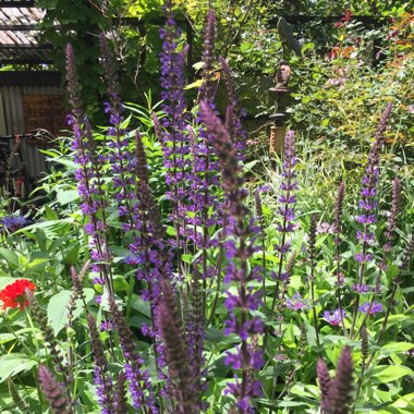 Salvia x sylvestris 'Mainacht' syn. Salvia x sylvestris 'May Night'