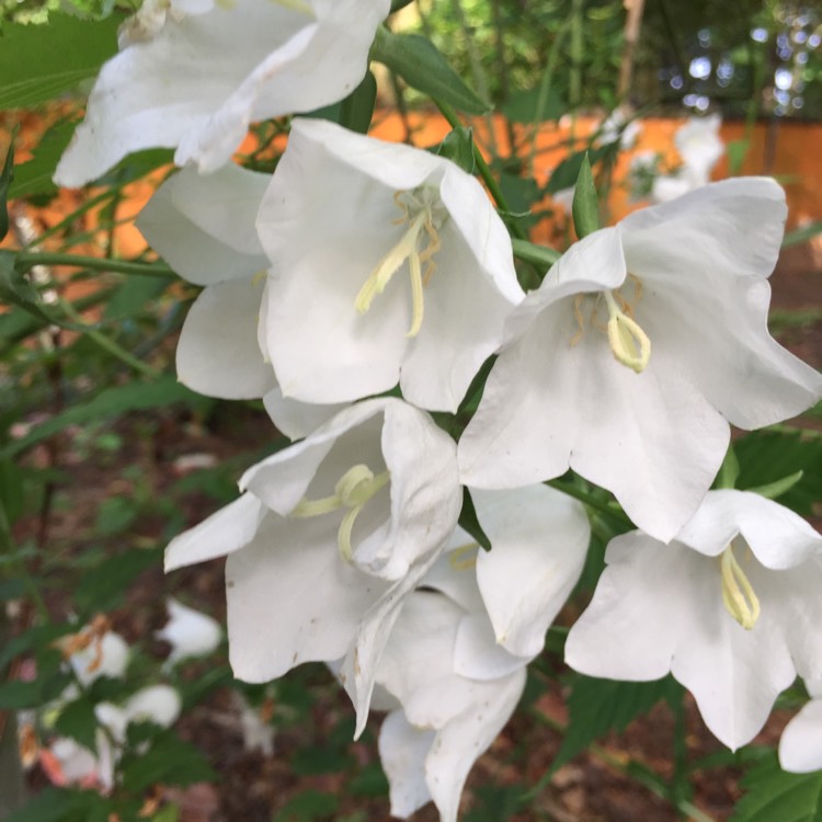 Plant image Campanula carpatica 'White Clips'