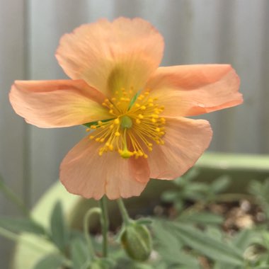 Helianthemum nummularium 'Cheviot'