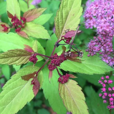 Spiraea japonica 'Goldflame' syn. Spiraea x bumalda 'Goldflame'