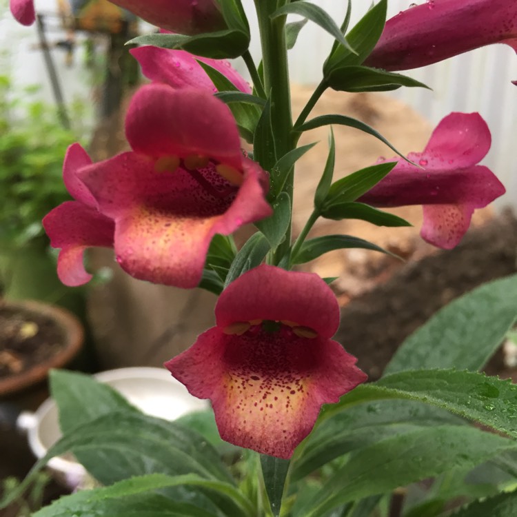 Plant image Digitalis 'Illumination Flame'