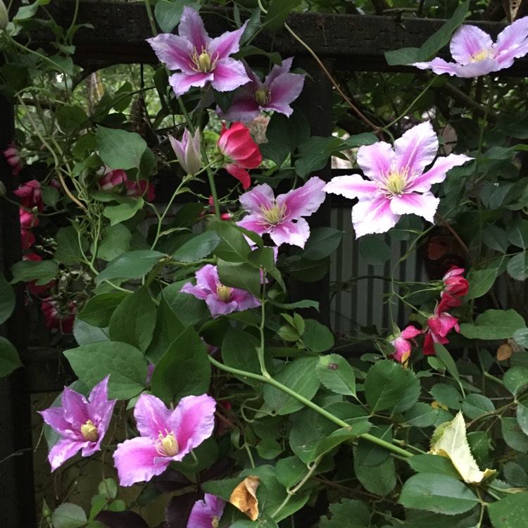 Plant image Clematis 'Eyer's Gift'