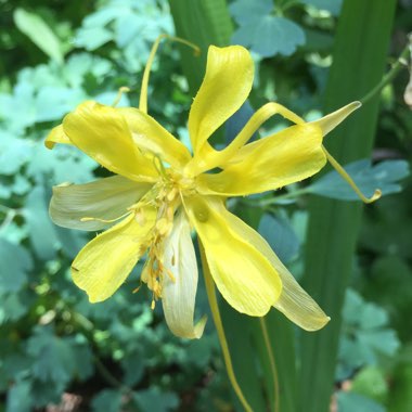 Aquilegia chrysantha