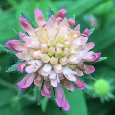 Knautia macedonica