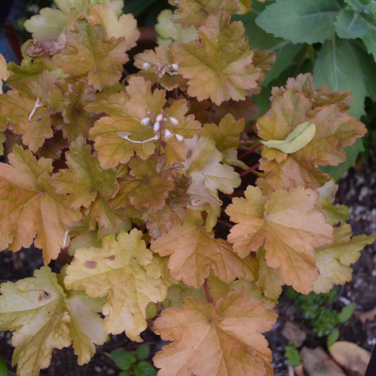 Plant image Heuchera 'Caramel'